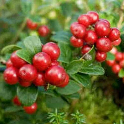 Брусника садовая РУНО БЕЛЯВСКИ  Брусника садовая РУНО БЕЛЯВСКИ в Одинцове