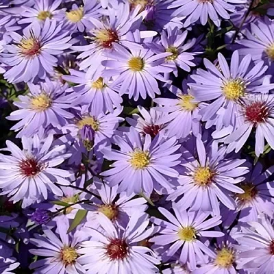 Астра БЛЮ ХЕВЕН сердцелистная  Астра БЛЮ ХЕВЕН сердцелистная в Одинцове