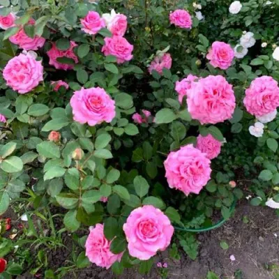 Саженцы роз ЭШЛИ чайно-гибридная — описание сорта Саженцы роз ЭШЛИ чайно-гибридная в Одинцове