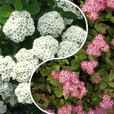 Комплект ТАЛАНТЛИВЫЙ САДОВОД в Одинцове