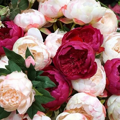 Пионы  Пионы в Одинцове