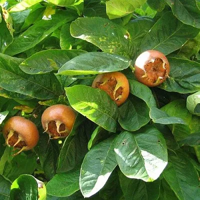 Экзотические растения  Экзотические растения в Одинцове