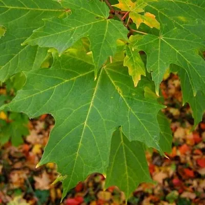 Клен сахарный  Клен сахарный в Одинцове