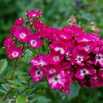 Саженцы роз МАРДЖОРИ ФЕЙР полиантовая  Саженцы роз МАРДЖОРИ ФЕЙР полиантовая в Одинцове