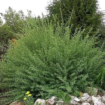 Ива НАНА  пурпурная   Ива НАНА  пурпурная  в Одинцове