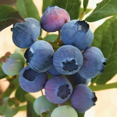 Голубика ОСОРНО — описание сорта Голубика ОСОРНО в Одинцове