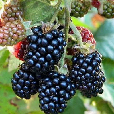 Ежевика ОУАЧИТА бесшипная — описание сорта Ежевика ОУАЧИТА бесшипная в Одинцове