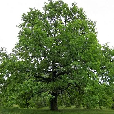 Дуб черешчатый   Дуб черешчатый  в Одинцове
