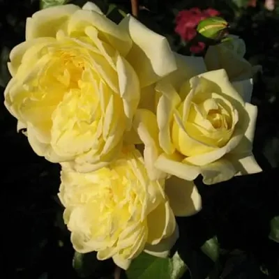 Саженцы роз КАЗИНО плетистая  Саженцы роз КАЗИНО плетистая в Одинцове