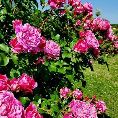 Саженцы роз ИНЕС САСТР плетистая  Саженцы роз ИНЕС САСТР плетистая в Одинцове