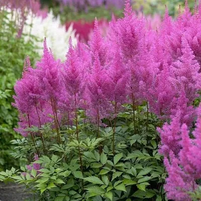 Астильба АМЕТИСТ Арендса  Астильба АМЕТИСТ Арендса в Одинцове