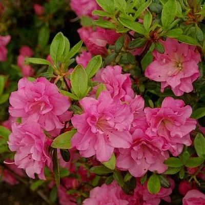 Азалия РОЗИНЕТТА японская  Азалия РОЗИНЕТТА японская в Одинцове