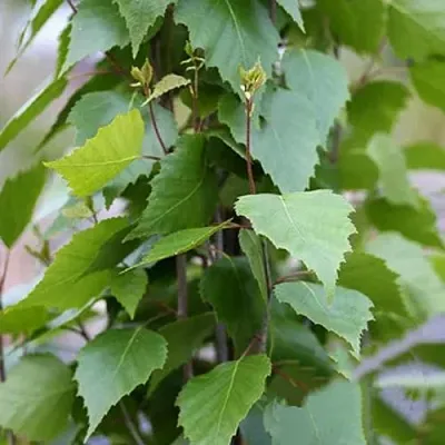 Береза ФАСТИГИАТА повислая   Береза ФАСТИГИАТА повислая  в Одинцове