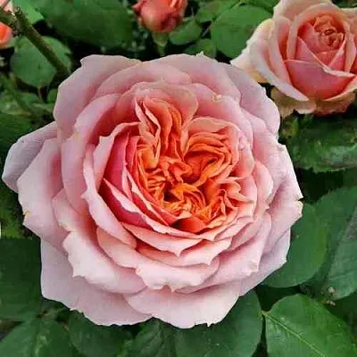 Саженцы роз ПОЛЬ БОКЮЗ шраб  Саженцы роз ПОЛЬ БОКЮЗ шраб в Одинцове