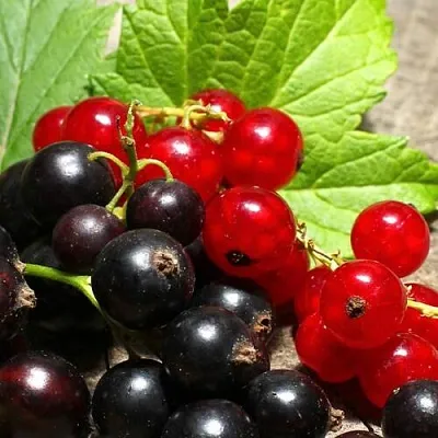 Смородина   Смородина  в Одинцове