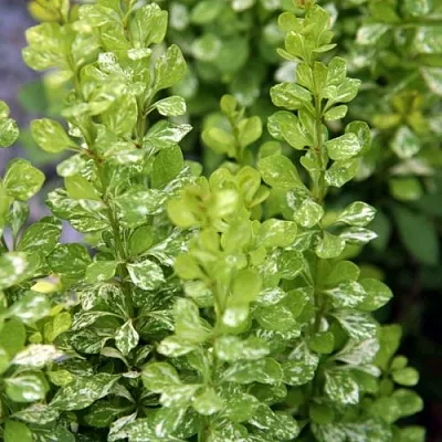 Барбарис ПАУ ВАУ тунберга в Одинцове