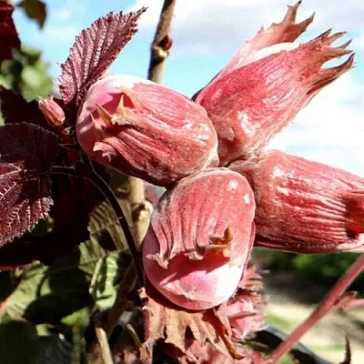 Фундук АЛЫЙ ПАРУС  Фундук АЛЫЙ ПАРУС в Одинцове