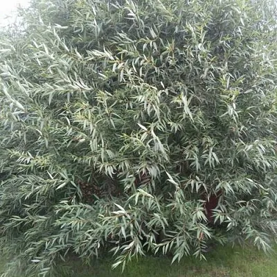 Ива СЕРЕБРИСТАЯ  Ива СЕРЕБРИСТАЯ в Одинцове