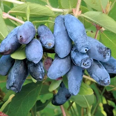 Жимолость съедобная ПАВЛОВСКАЯ  Жимолость съедобная ПАВЛОВСКАЯ в Одинцове