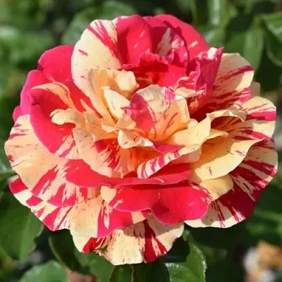 Саженцы роз ВАНИЛЛА ФРАЙЗ плетистая  Саженцы роз ВАНИЛЛА ФРАЙЗ плетистая в Одинцове