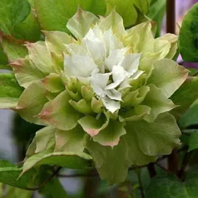 Клематис СЕН-НО-КЕЙЗ  Клематис СЕН-НО-КЕЙЗ в Одинцове