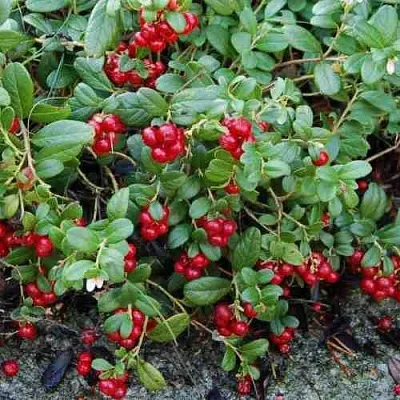 Брусника ЭРТЕЗЕГЕН  Брусника ЭРТЕЗЕГЕН в Одинцове