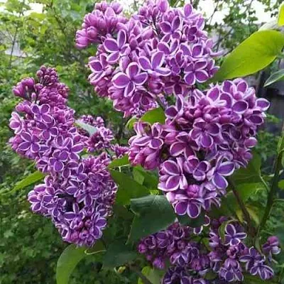 Сирень СЕНСАЦИЯ  Сирень СЕНСАЦИЯ в Одинцове