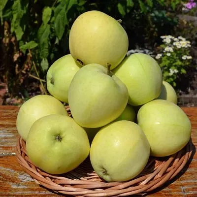 Яблоня ПАПИРОВКА  Яблоня ПАПИРОВКА в Одинцове