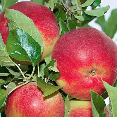 Яблоня СЕНАТОР колонновидная в Одинцове