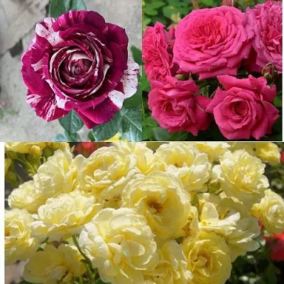 Комплект РОЗОВЫЙ АКЦЕНТ в Одинцове