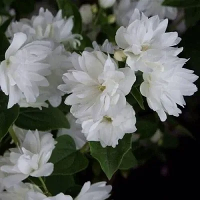 саженцы чубушника саженцы чубушника