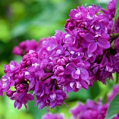 Сирень ОГНИ ДОНБАССА в Одинцове