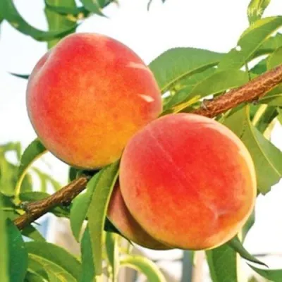 Персик ОНТАРИО — описание сорта Персик ОНТАРИО в Одинцове