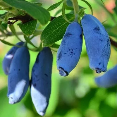 Жимолость съедобная ТРУЖЕНИЦА  Жимолость съедобная ТРУЖЕНИЦА в Одинцове