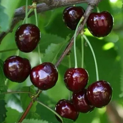 Черешня НАРОДНАЯ в Одинцове