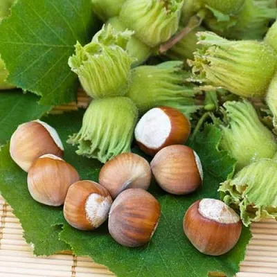 Фундук КРЕПКИЙ ОРЕШЕК  Фундук КРЕПКИЙ ОРЕШЕК в Одинцове