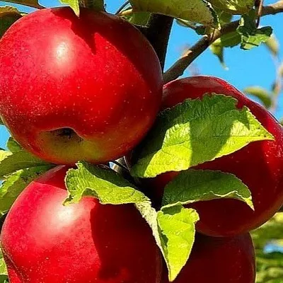 Зимние сорта  Зимние сорта в Одинцове