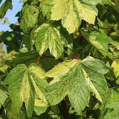 саженцы клена саженцы клена