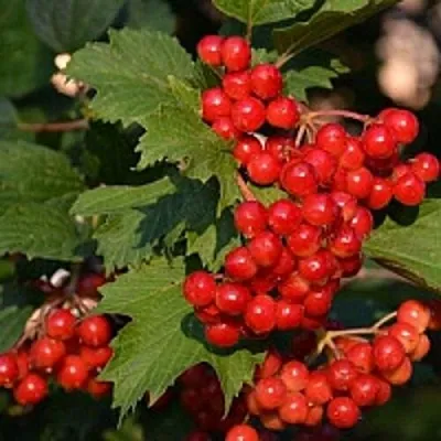 Калина  Калина в Одинцове