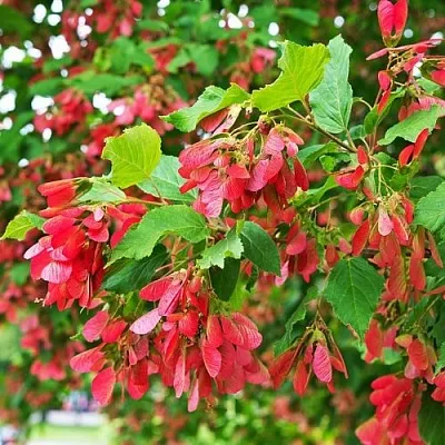 Клен татарский  Клен татарский в Одинцове