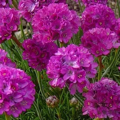 Армерия МОНИНГ СТАР ДИП РОУЗ  Армерия МОНИНГ СТАР ДИП РОУЗ в Одинцове