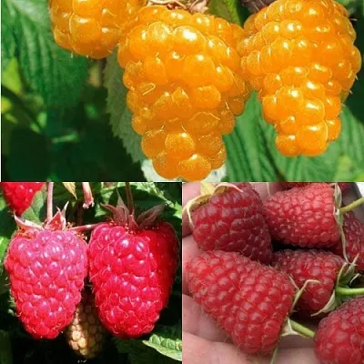 Комплект ЗОЛОТАЯ МАЛИНА в Одинцове