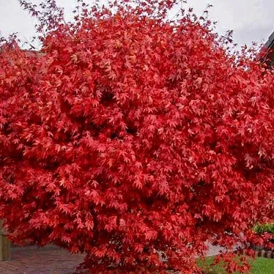 Клен гиннала   Клен гиннала  в Одинцове