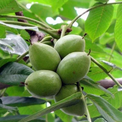 Орех маньчжурский МИЧУРИНЕЦ  Орех маньчжурский МИЧУРИНЕЦ в Одинцове