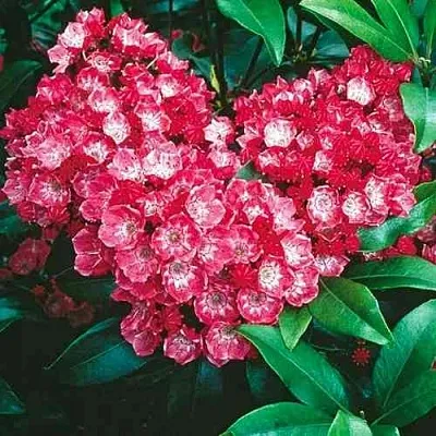 Кальмия КАРДИНАЛ  Кальмия КАРДИНАЛ в Одинцове