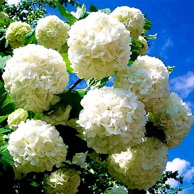 Калина БУЛЬДЕНЕЖ  Калина БУЛЬДЕНЕЖ в Одинцове