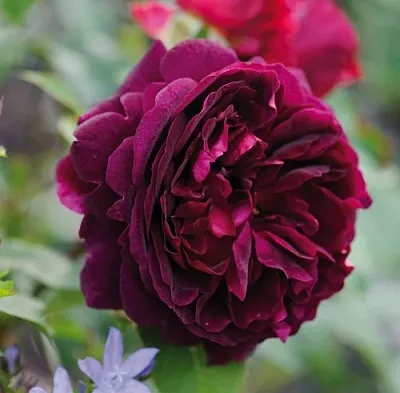 Саженцы роз МАНСТЕД ВУД английская  Саженцы роз МАНСТЕД ВУД английская в Одинцове