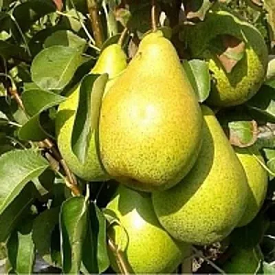 Груша ПАТЕН (ГЛУБОКСКАЯ) в Одинцове