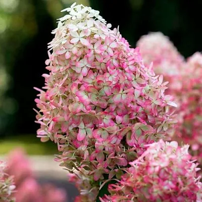 Гортензия РОЯЛ ФЛОВЕР метельчатая в Одинцове