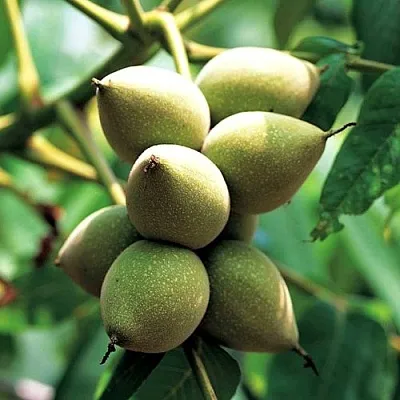 Орех МАНЬЧЖУРСКИЙ  Орех МАНЬЧЖУРСКИЙ в Одинцове